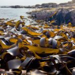 Algues et santé : des preuves scientifiques montrent ce lien