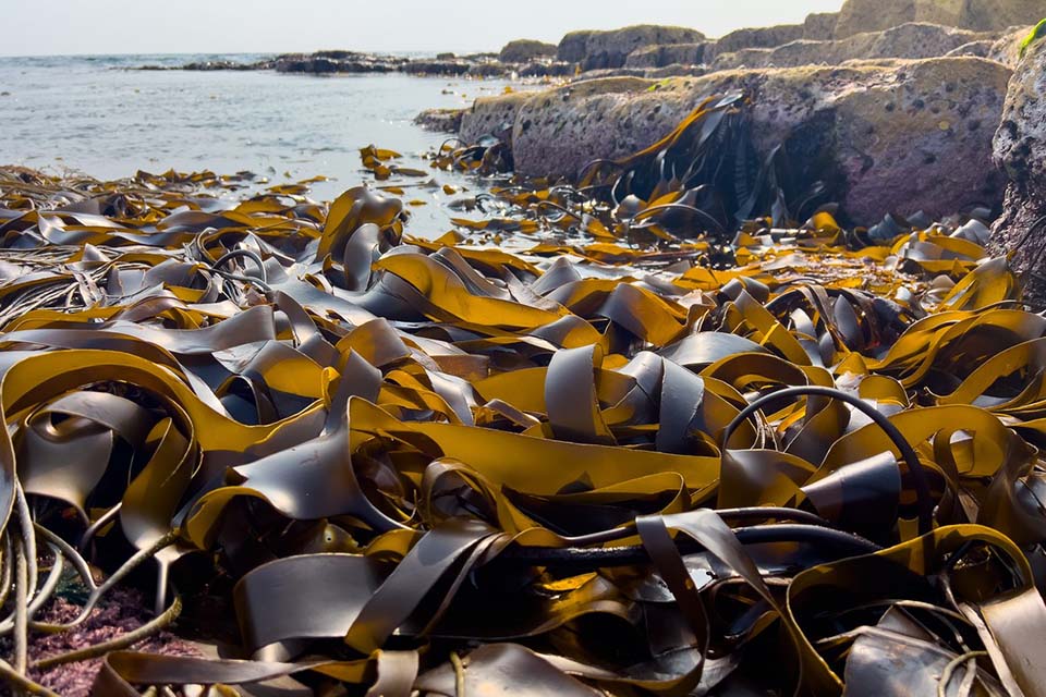 Algues et santé : des preuves scientifiques montrent ce lien