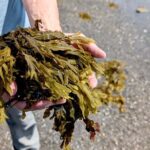 Algues et santé : les bienfaits des algues pour la santé